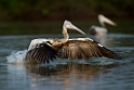 Spot-billed Pelican.20140311_8026
