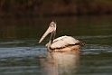 Spot-billed Pelican.20140311_8031