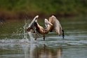 Spot-billed Pelican.20140311_8036