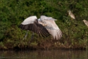 Spot-billed Pelican.20140311_8063