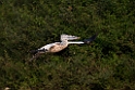 Spot-billed Pelican.20140311_8065