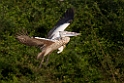 Spot-billed Pelican.20140311_8066
