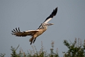 Spot-billed Pelican.20140311_8070