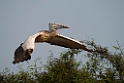 Spot-billed Pelican.20140311_8072