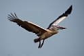 Spot-billed Pelican.20140311_8073