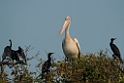 Spot-billed Pelican.20140311_8087