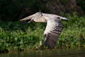 Spot-billed Pelican.20140311_8103