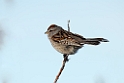 American Tree Sparrow_DSC590620140611