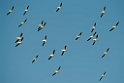 American White Pelican_DSC526220140605