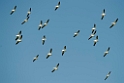 American White Pelican_DSC526320140605