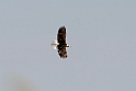 Bald Eagle_DSC508620140601