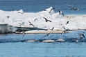Baluga_DSC620320140613