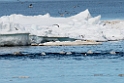 Baluga_DSC620820140612