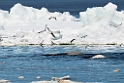 Baluga_DSC623520140613