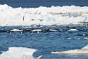 Baluga_DSC624920140612