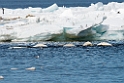 Baluga_DSC626620140612