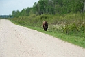 Bison Riding_DSC522220140604