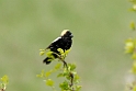 Bobolink_DSC512220140601