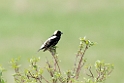 Bobolink_DSC512820140601