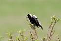 Bobolink_DSC514420140601