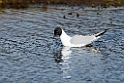 Bonaparte´s Gull_DSC581820140610