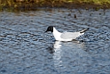 Bonaparte´s Gull_DSC581920140610