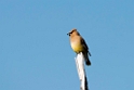 Cedar waxwing_DSC519520140603