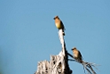 Cedar waxwing_DSC519820140603