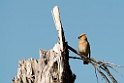 Cedar waxwing_DSC520620140603