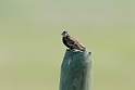 Chestnut-collared Longspur_DSC528620140605