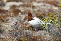 Dalrype_DSC576120140610