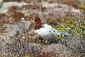 Dalrype_DSC576420140610