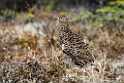Dalrype_DSC577620140610