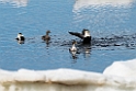 Ederfugl_DSC619520140613