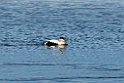 Ederfugl_DSC623620140612