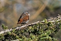 Fox sparrow._DSC610520140611