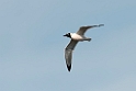 Franklin's Gull_DSC508720140601