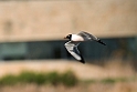 Franklin's Gull_DSC510220140601