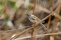 Glay-colored Sparrow_DSC510720140601