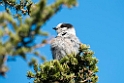Gray Jay_DSC609520140612