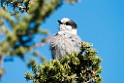 Gray Jay_DSC609720140612
