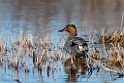 Green-winged Teal_DSC568920140609