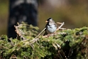 Harris's Sparrow_DSC595720140612