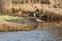 Hudsonian Godwit_DSC583020140610