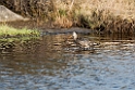 Hudsonian Godwit_DSC583220140610