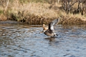 Hudsonian Godwit_DSC584220140610