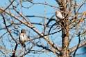 Hvidsisken_DSC600320140612