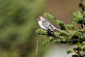Hvidsisken_DSC611720140612