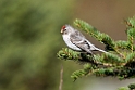 Hvidsisken_DSC611720140612a