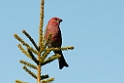 Krognæb_DSC600020140612